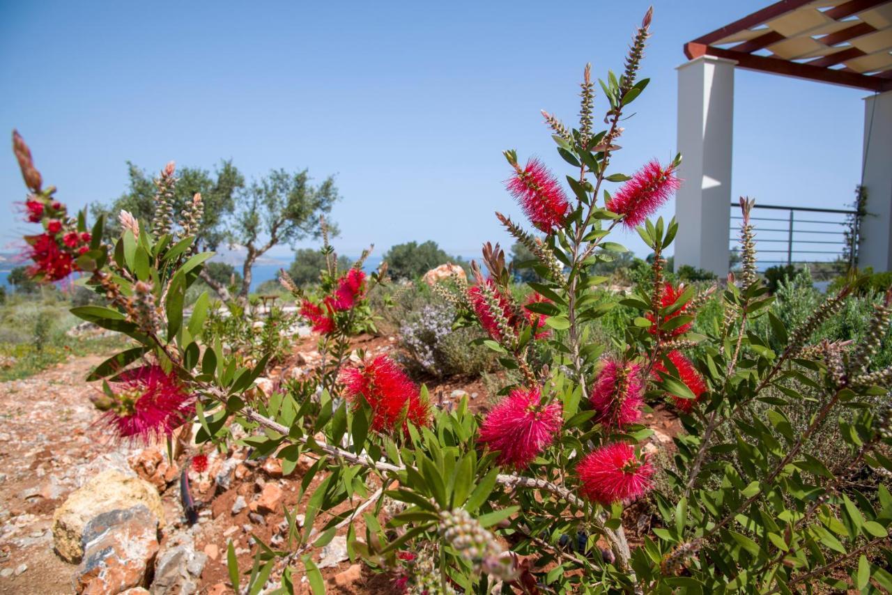 Villa Phenωmena Apartments Kokkino Chorio Exterior photo